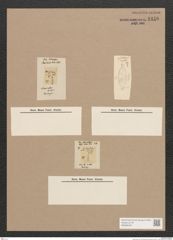 Diatomeae indet. Zeichnungen Sammlung Grunow Nr. 1446 (NHMW-BOT-W0368436)